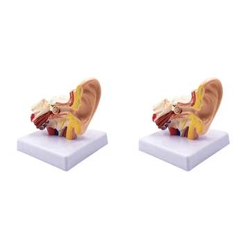 2 предмета, 1,5 X Анатомическая модель человеческого уха - Профессиональная настольная имитационная модель структуры внутреннего уха для обучения