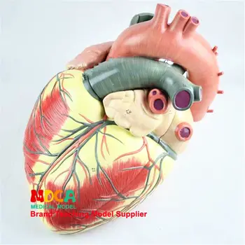 Анатомическая модель человеческого тела, состоящая из трех частей и в три раза превышающая размер сердца, преподает сердечно-сосудистую медицину