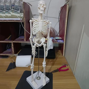 45 см Скелет, модель человека, Череп, пальцы рук и ног всего тела Можно регулировать, игрушки Дропшиппинг Оптом, обучение DIY 100% Бренд