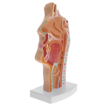 Модель Анатомии носа Анатомическая голова человека, горло, нос, медицинское обучение, исследование полости рта, научная секция половины глотки Mod