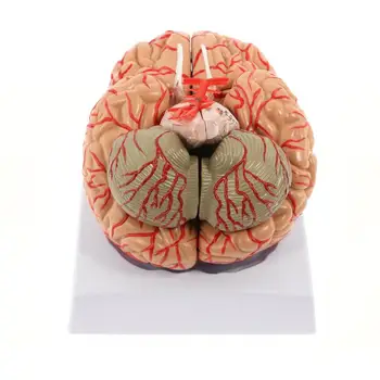 Модель человеческого мозга, Анатомически Точная модель мозга из 8 частей, Анатомия человеческого мозга для изучения в классе естественных наук, Дисплей для преподавания
