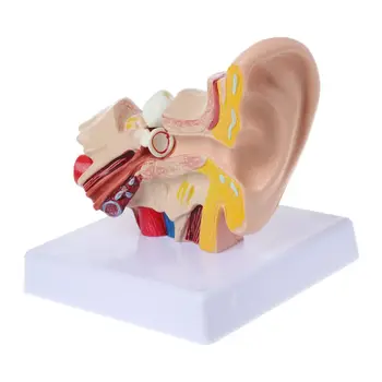 Модель Анатомии человеческого уха в 1,5 раза больше натуральной D5QC